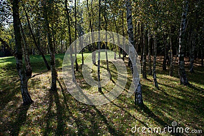 Birch tree coppice Stock Photo