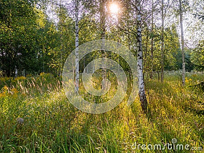 Birch tree forest on a warm sunny summer day. Nature background. Calm and relaxing mood. Sun flare. Soft and airy look Stock Photo