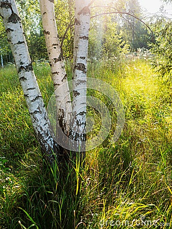Birch tree forest on a warm sunny summer day. Nature background. Calm and relaxing mood. Sun flare. Soft and airy look Stock Photo