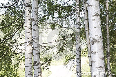 Birch Tree Group Stock Photo