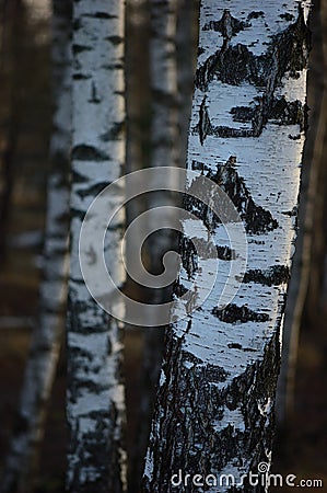 Birch Tree Grove Trunks Bark Closeup Background, Large Detailed Vertical Birches March Landscape Scene, Rural Early Spring Season Stock Photo