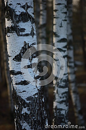 Birch Tree Grove Trunks Bark Closeup Background, Large Detailed Vertical Birches March Landscape Scene, Rural Early Spring Season Stock Photo