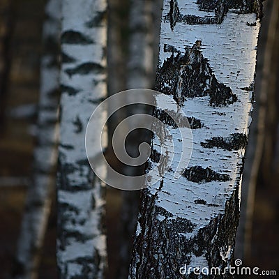 Birch Tree Grove Trunks Bark Closeup Background, Large Detailed Vertical Birches March Landscape Scene, Rural Early Spring Season Stock Photo