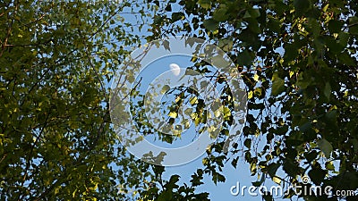 Birch Tree & Hawthorn Beith & Huathe under a Spring Moon in England 2 Stock Photo