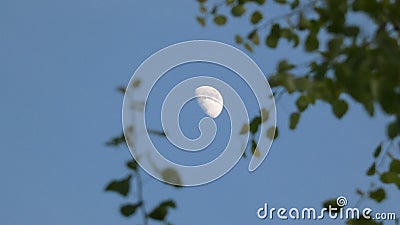 Birch Tree & Hawthorn Beith & Huathe under a Spring Moon in England 2 Stock Photo