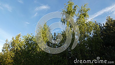 Birch Tree & Hawthorn under a Spring Moon 3 Stock Photo