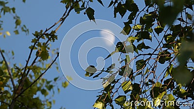 Birch Tree Stock Photo