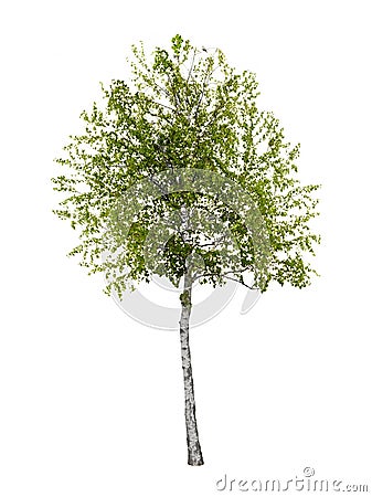 Birch tree isolated Stock Photo