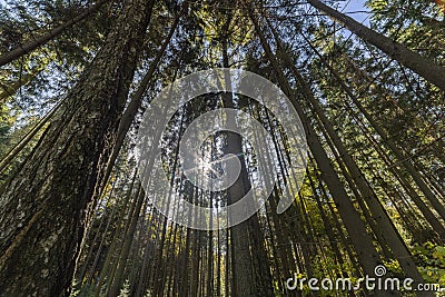 Birch tree in the pine forest, wide angle view in upward direction at summer day Stock Photo