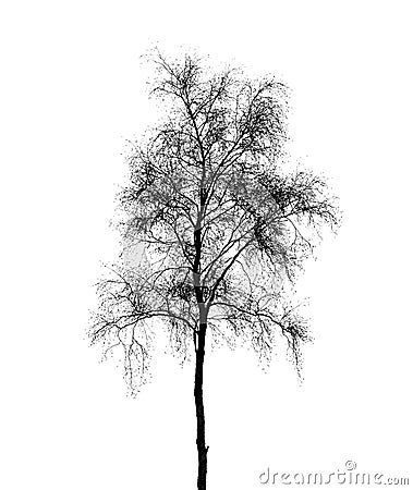 Birch Tree Silhouette Isolated On White Stock Photo - Image: 38425160