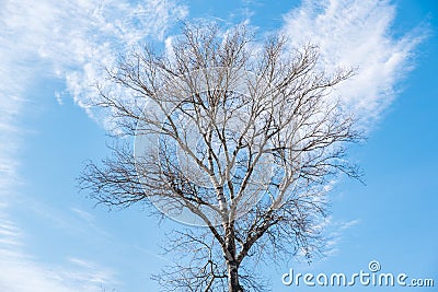 Tall Birch tree treetop Plantae Magnoliophyta Magnoliopsida Fagales Betulaceae Betula branches with beautiful blue sky backgroun Stock Photo