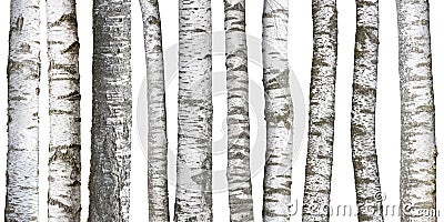 Birch tree trunks on white Stock Photo