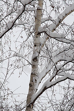 Birch tree under snow Stock Photo