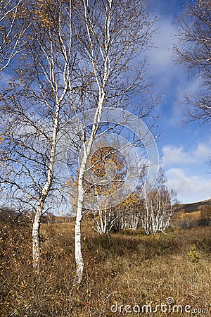 Birch trees against a blue sky, Inner Mongolia, Hebei, Mulan Weichang, China Stock Photo