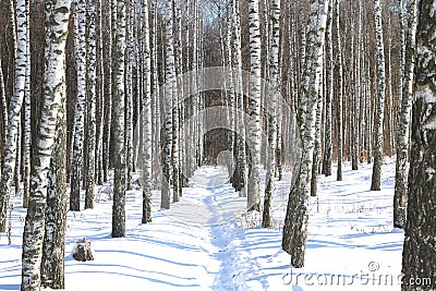 Birch trees with birch bark in birch forest among other birches in winter on snow Stock Photo