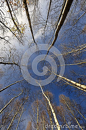 Birch trees and blue sky Stock Photo