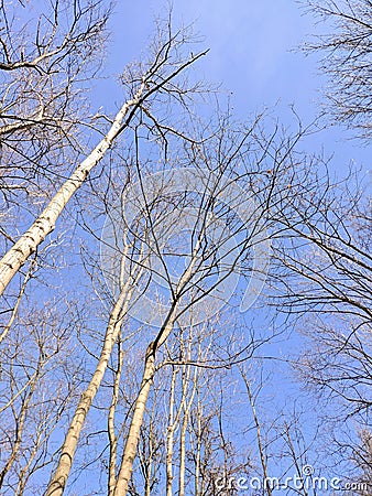 Birch trees in bright sunshine sky. Stock Photo