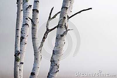Birch Trees in the fog Stock Photo