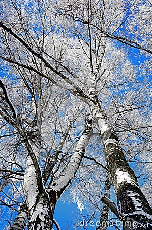 Birch trees with rime frost Stock Photo