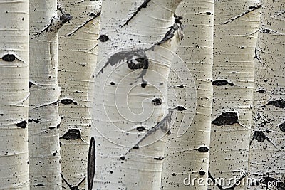 Birch trees in a row close-up of trunks Stock Photo