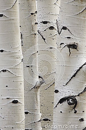 Birch trees in a row close-up of trunks Stock Photo