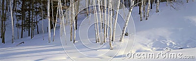 Birch Trees In The Snow, South of Woodstock, Vermont Stock Photo