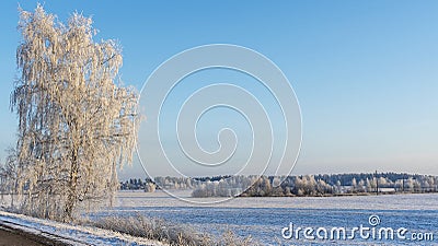Birch trees in snowy and sunny winter day. Snowy Silver Birch. Winter landscape with snow field, birch tree, road. Stock Photo