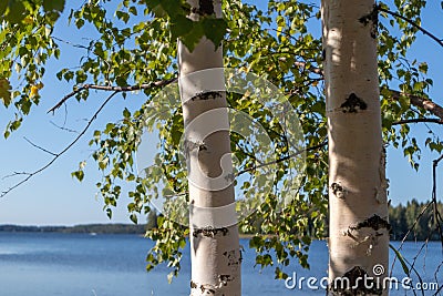 Birch trees sunny day near lake in finland nice nature nordic finnish landscape wild Stock Photo