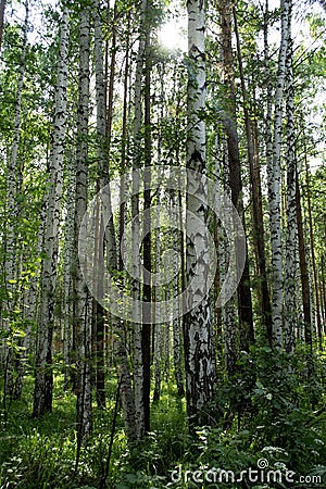 Birch trees in the wild urals forest. Sverdlovsk region, Russia Stock Photo