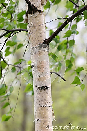 Birch trunk Stock Photo