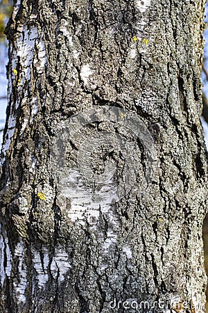 Birch trunk with deep grooves and cracks, close-up background texture Stock Photo