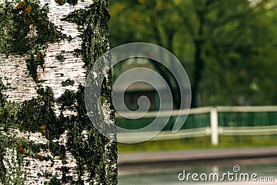 Birch trunk. Textured background. Spring in a birch grove. Branches of blooming lilacs in the background in a blur Stock Photo