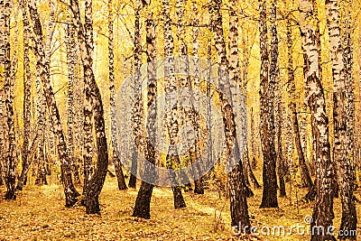 Birch trunks in the autumn forest, the whole ground is covered with yellow fallen leaves Stock Photo