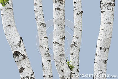 Birch trunks (isolated) Stock Photo