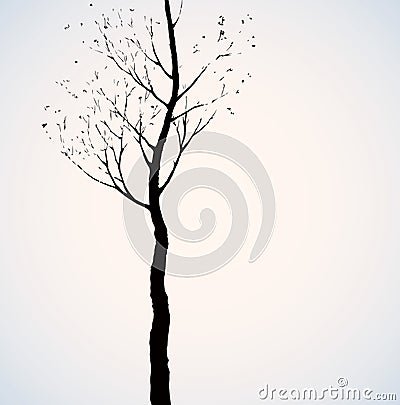 Birch. Vector drawing Vector Illustration