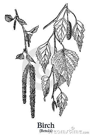 Birch. Vector hand drawn plant. Vintage medicinal plant sketch. Vector Illustration