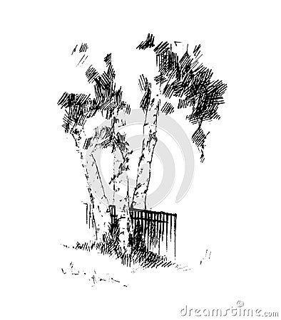 Birch, vector illustration Vector Illustration