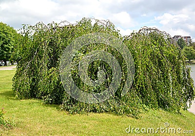 Birch weeping Jung Betula pendula `Youngii`. General view of the tree Stock Photo