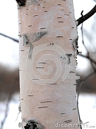 Birch white bark natural birch Stock Photo