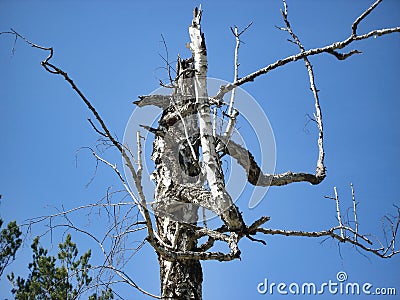 Birch with withered twisted curved branches against blue sky, Diseases of trees concept Stock Photo