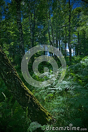 Birch wood Stock Photo