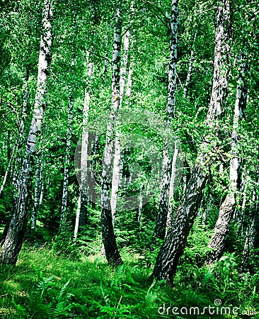 Birch wood Stock Photo