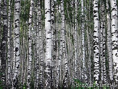 Birch wood Stock Photo