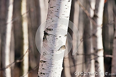 Birch wood (Betula) Stock Photo