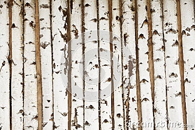 Birch wood texture Stock Photo