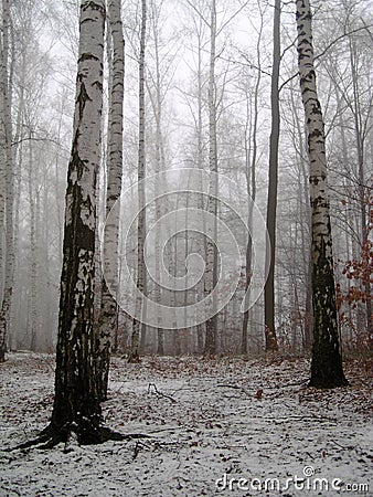 Birch wood under snow Stock Photo