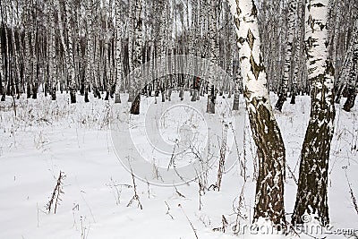 Birch wood in winter Russia Stock Photo