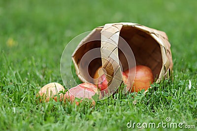 Birchbark basket full of gala apples Stock Photo