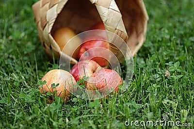 Birchbark basket full of gala apples Stock Photo