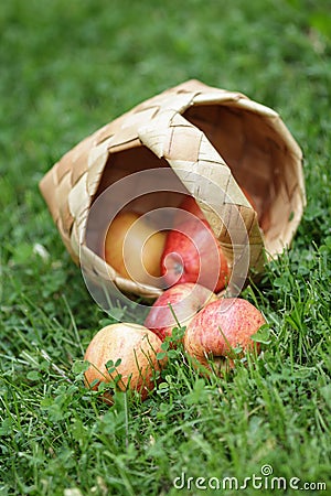 Birchbark basket full of gala apples Stock Photo